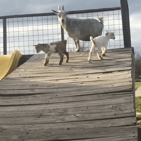 goats GIF