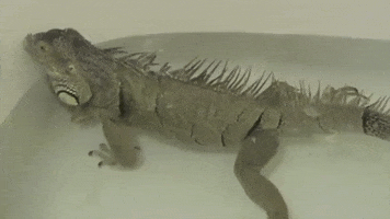 Iguana Fart GIF