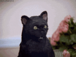 melissa joan hart cat GIF by Cheezburger