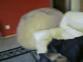 face reason GIF