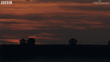 Sun Sunset GIF by BBC Earth
