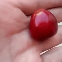 mouth cherry GIF