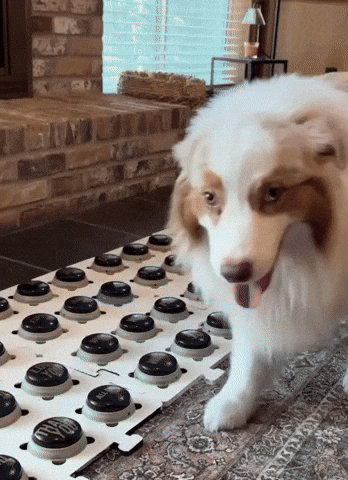 Dog What GIF