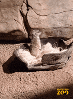 Penguin Reaction GIF by Brookfield Zoo