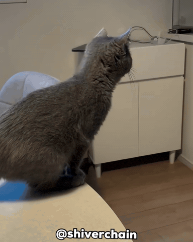 Cat Jump GIF