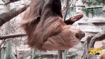 Snack Sloth GIF by Brookfield Zoo