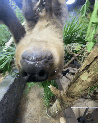 Look Hello GIF by Valley Zoo Development Society