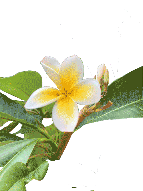 Summer Hawaii Sticker