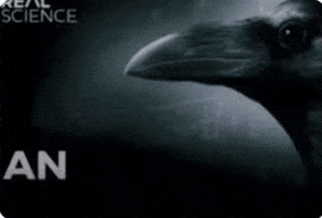 Raven Crow GIF