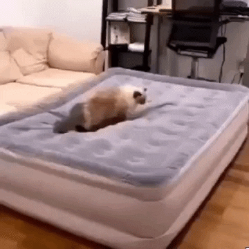 Kots GIF