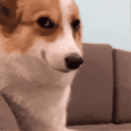 Dog Smile GIF