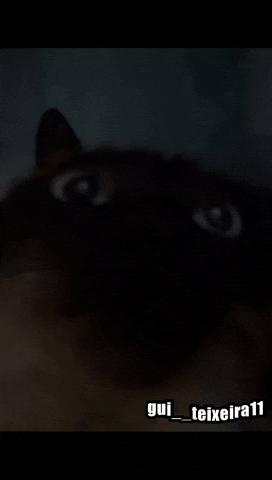 Cat Tt GIF
