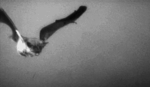 Bat GIF - Find & Share on GIPHY