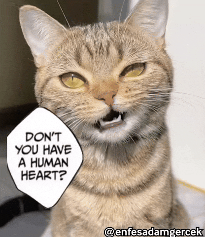 Cat Car GIF