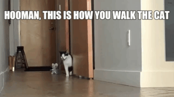 rickshawali hooman cat walk GIF