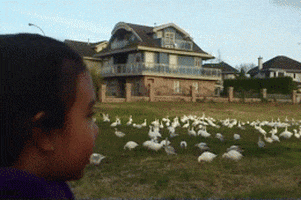 chickens GIF