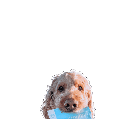 Goldendoodle Dog Treats Sticker by healthybud