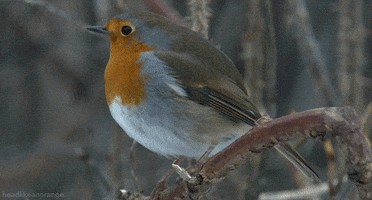 Video gif. Perfectly round, chubby robin bird perches on a branch. It ducks and then stands up straight looking at us.