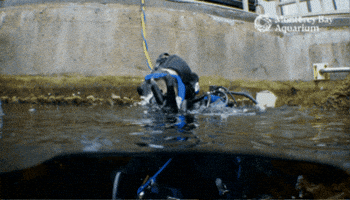 Descend Going Down GIF by Monterey Bay Aquarium
