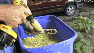 corn remove GIF