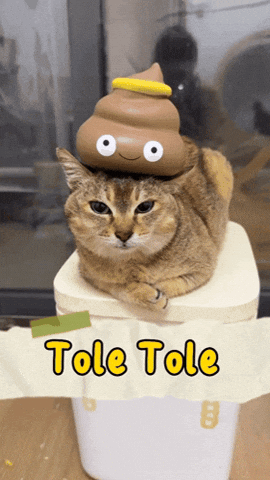 Mei Mei Cat GIF