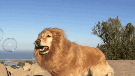 dog lion GIF