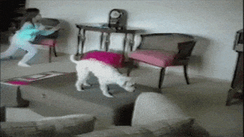 dog fail GIF by America's Funniest Home Videos