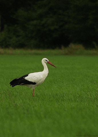 white stork bird GIF by Head Like an Orange
