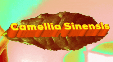 Tea GIF