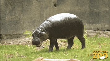 Cute Animals Hippo GIF by Brookfield Zoo