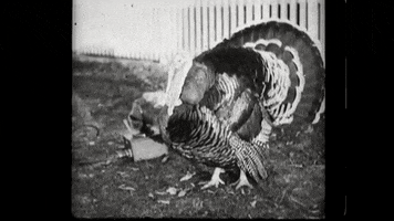 Vintage Thanksgiving GIF by US National Archives