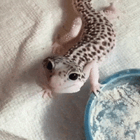 gecko smiling GIF