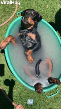 Cute-dog-puppy GIFs - Get the best GIF on GIPHY