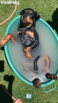Cutepuppy GIFs - Get the best GIF on GIPHY