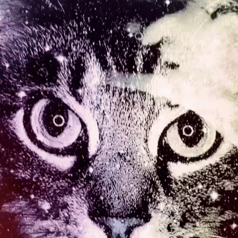 frau-w snapchat dife16 snapmitfrauw GIF