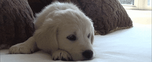 golden retriever puppy GIF