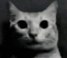 Black And White Cat GIF