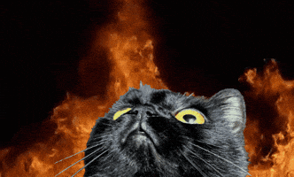 Cat GIF