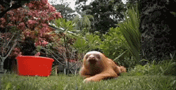 sloth animated GIF