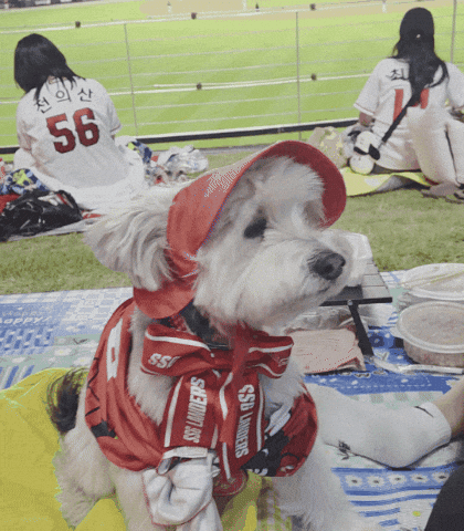Dog Baseball GIF