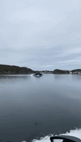 Humpback Whale Ocean GIF by Storyful
