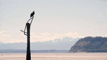 Bald Eagle GIF