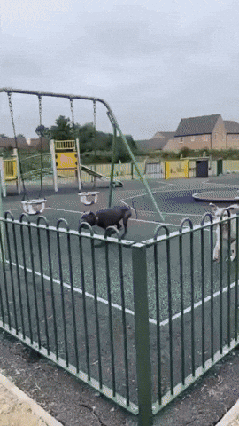 Dog Chase GIF