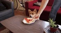 Treat your doge! GIF