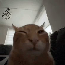 Cat GIF