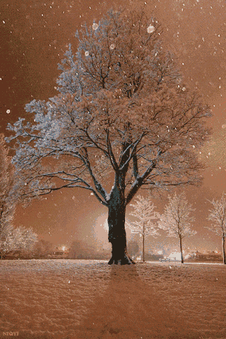merry christmas GIF