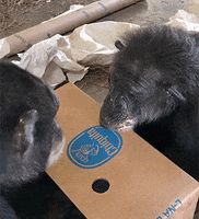 Kissing Love You GIF by Save the Chimps