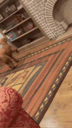 Poodle Mischevious GIF