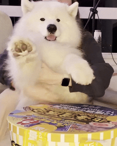 Dog Puppy GIF