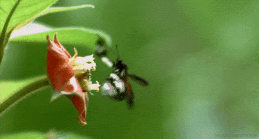 secrets of our living planet butterfly GIF by Head Like an Orange
